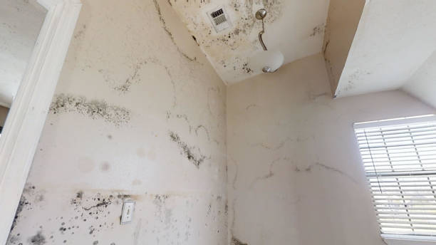 Best Black Mold Removal  in Mount Plymouth, FL