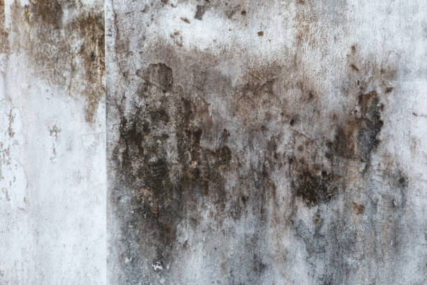Mount Plymouth, FL Mold Removal Company