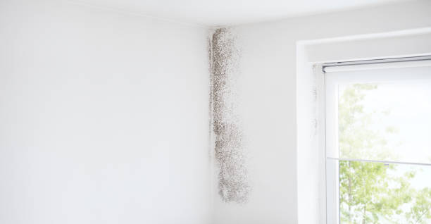 Best Emergency Mold Remediation  in Mount Plymouth, FL