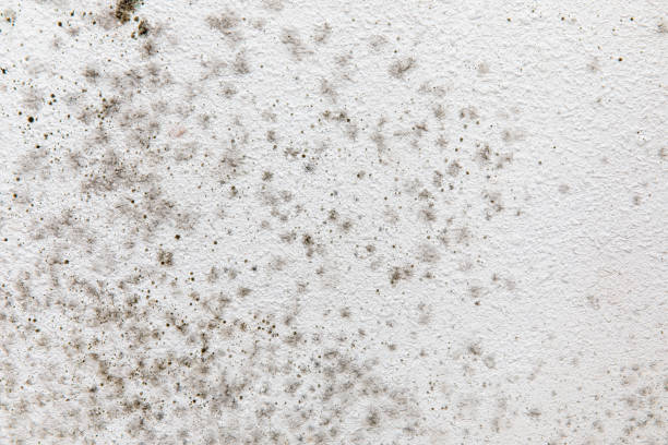 Best Comprehensive Air Testing for Mold Contaminants  in Mount Plymouth, FL
