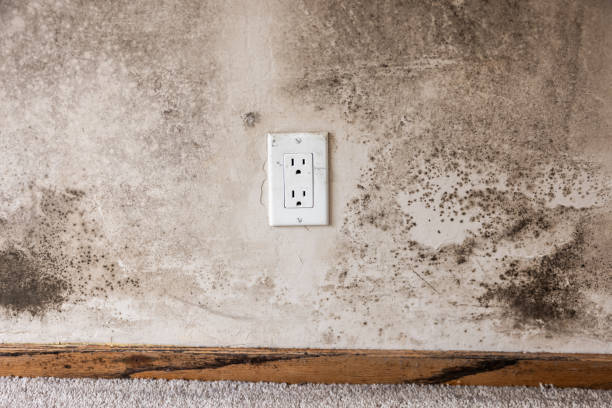 Best Real Estate Mold Inspection  in Mount Plymouth, FL