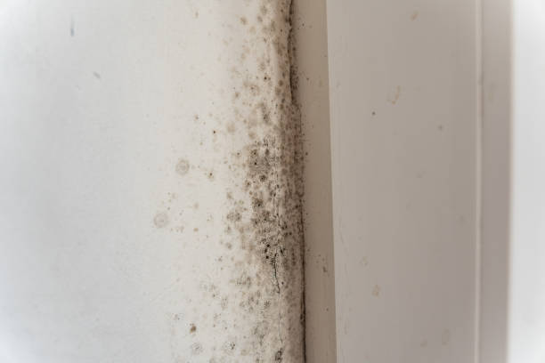 Best Industrial Mold Remediation  in Mount Plymouth, FL