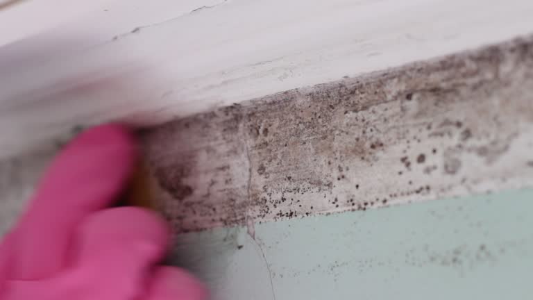 Best Post-Construction Mold Inspection  in Mount Plymouth, FL